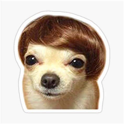 Dog with wig meme - 50 Of The Funniest Dog Memes Ever. It's pretty much a universal fact that petting or even spotting a dog in the street can lift your mood. But in a time of social distancing when the number of fluffballs you …